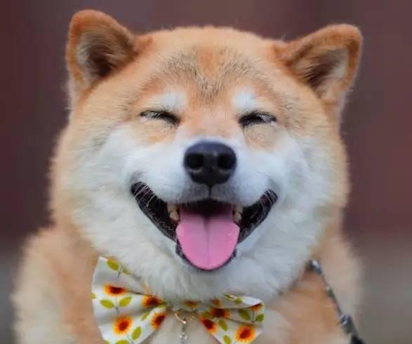 世界上最开心的柴犬, 笑容治愈了无数人