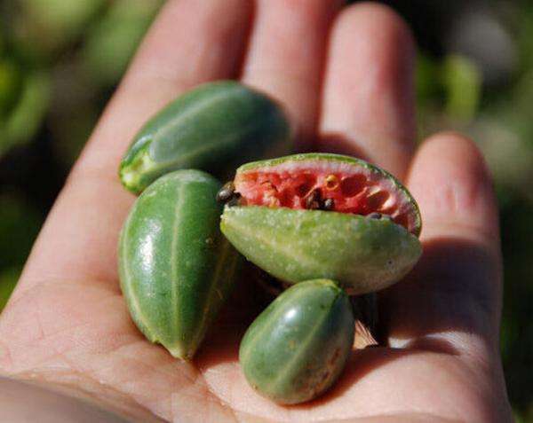 野生西瓜长不大,看着很可爱,却是治疗风湿最好