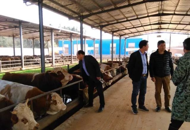 养牛补贴每个省份都有,快看看补贴多少钱,怎么