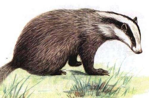 它是鲁迅笔下的猹，你知道这个到底是什么生物吗?