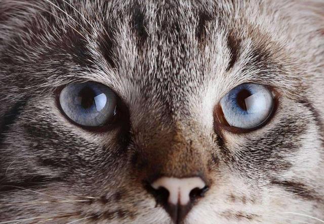 猫咪真能看见脏东西?主人:它总是半夜突然盯