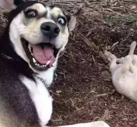 主人不给哈士奇吃玉米,结果这二货表情惊艳了!网友:太