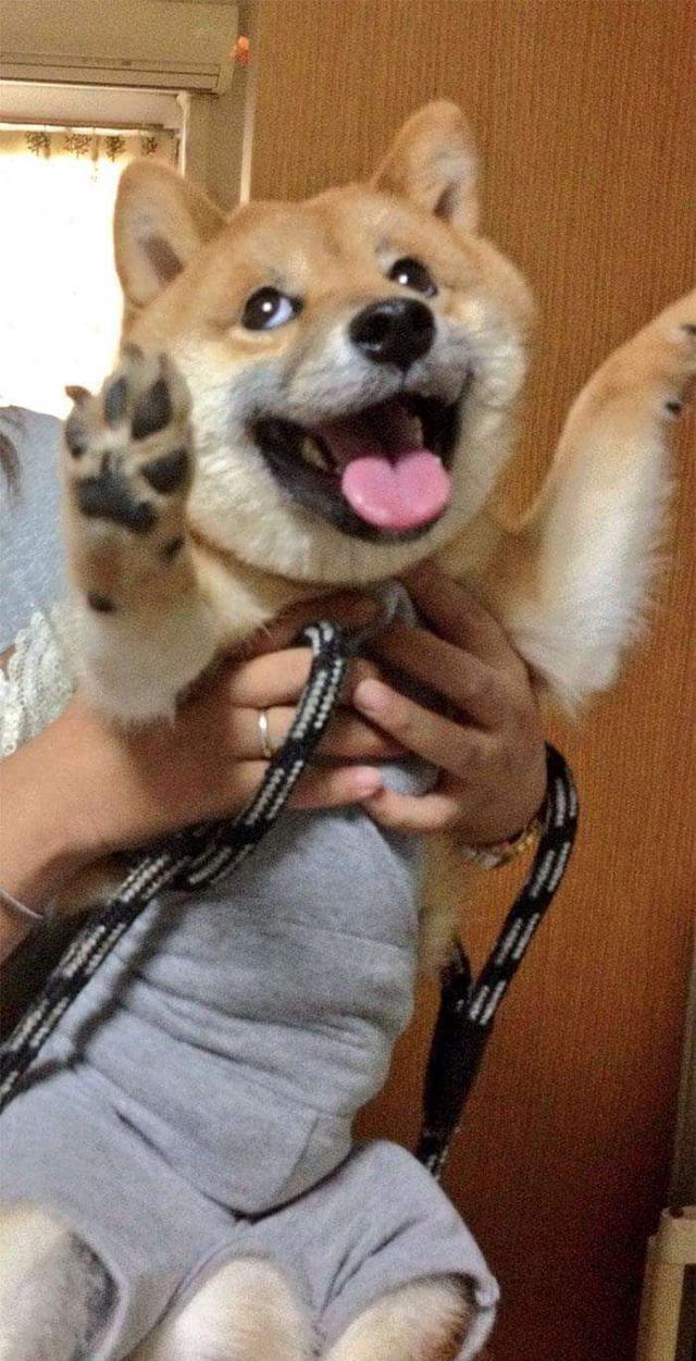 一组柴犬的骚气蠢萌日常照片,看完想养了……