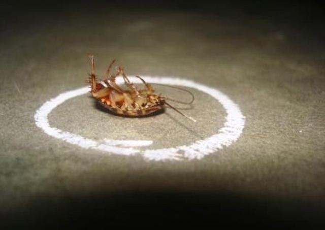 如果地球上的蟑螂都灭绝了会有什么后果?
