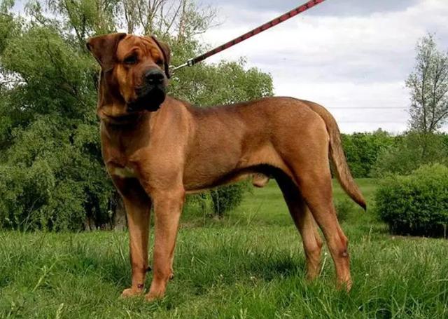 猛犬排名图片