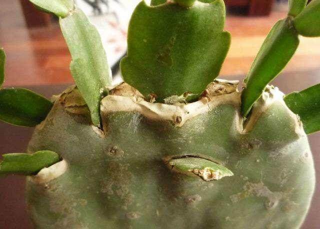 手把手教仙人掌上嫁接蟹爪兰,一分钟搞定,新手也能轻松完成!