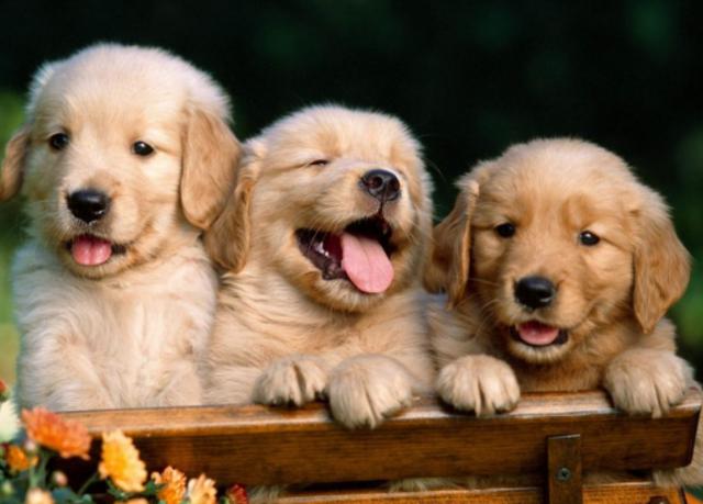 我家的金毛小时候一脸无辜,如今,别提了,看都不想看它!