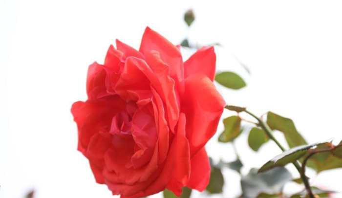 月季叶子边缘发黄干枯是怎么回事?