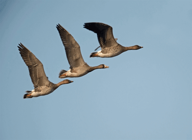 壁纸 动物 鸟 鸟类 640_468 gif 动态图 动图