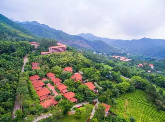 带你领略其中的美|雁南飞茶田度假村|度假村|梅州_新浪新闻