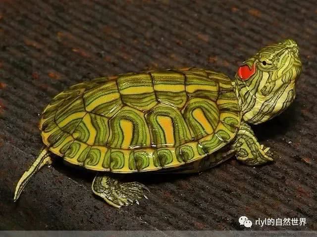 普通彩龟——被忽视的美
