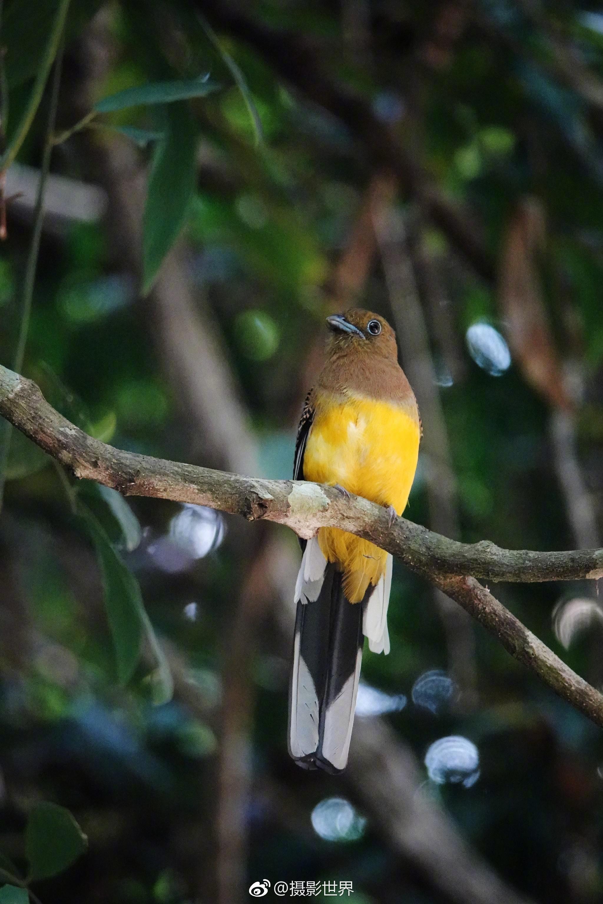 带着镜头等效 24~600mm 焦距的索尼黑卡 RX