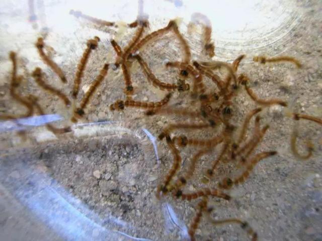 蚊幼虫 蚊幼虫和蚊蛹都生长在水里,蚊幼虫阶段在水中还很活跃,颜啥噜