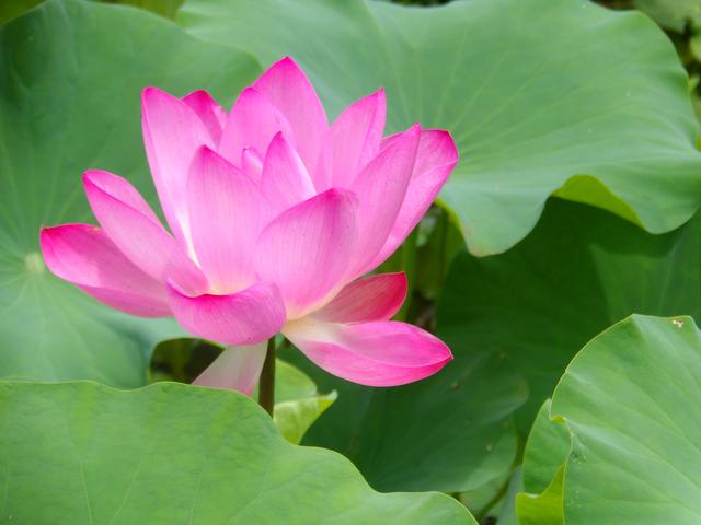 亭亭玉立惹人醉,丝丝清香不思归