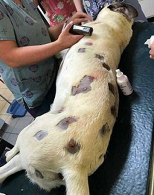 狗狗全身长满红点以为是寄生虫,带它到医院检