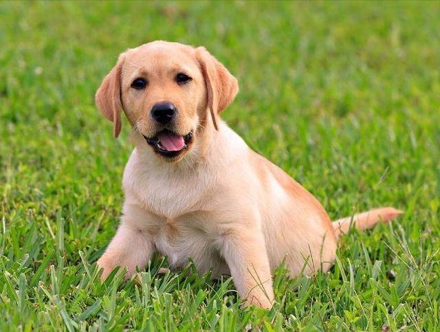 国内公认最适合家养的4种中型犬:金毛上榜,你该如何选择?