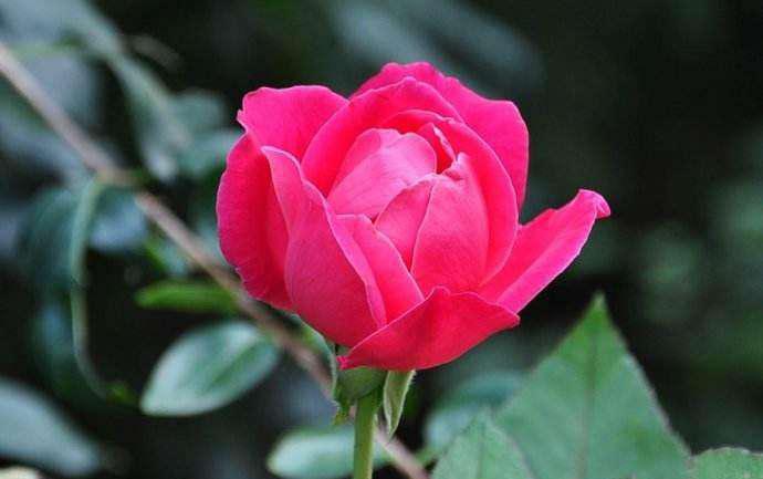 月季叶子边缘发黄干枯是怎么回事?