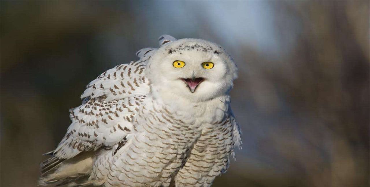 购买猫头鹰哪里买比较好一点