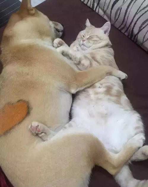 两个不同种类的动物经常抱在一起睡觉,连姿势都是一样