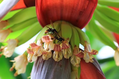 香蕉树开花什么样?香蕉怎么科学种植和施肥?