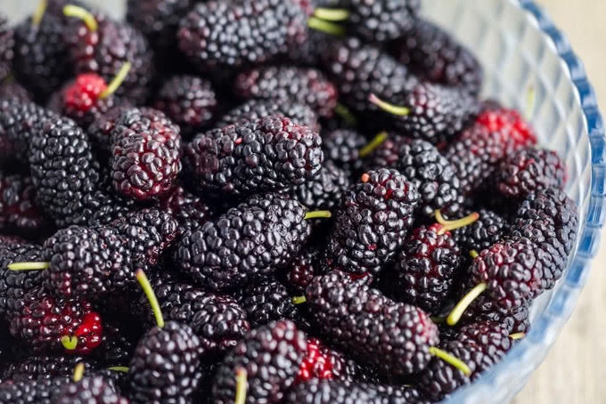 桑葚熟了,它有啥好处和禁忌呢,怎么吃怎么洗都