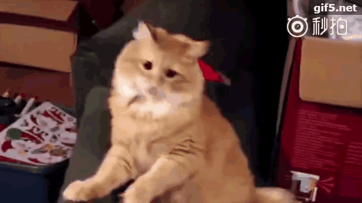 猫和人类的小孩子其实差不多,调皮,快乐,自由,有梦