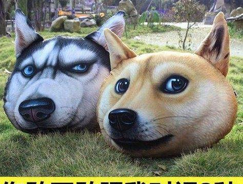 当哈士奇遇上中华田园犬,逗逼眼神搞笑了!|搞笑|宠物|表情帝_新浪网