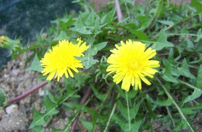 夏天,蒲公英泡水,有三喝,四不喝,五搭配,你喝对