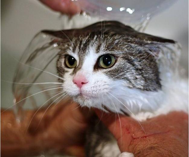 猫咪洗澡时表情痛苦、哇哇大叫，它到底想说什么?