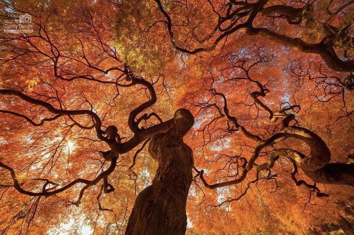 树木吸收二氧化碳的秘密 一棵树到底能净化多少空气