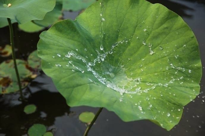 滴雨难粘身,污垢自净开|荷叶|碧荷|青禾_新浪网