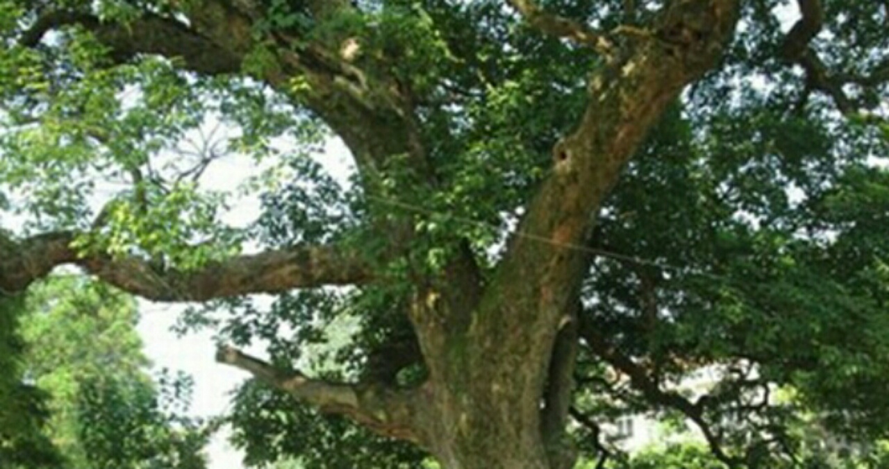 柘木人口_柘木(2)