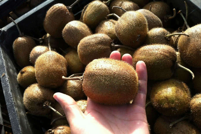 牙龈肿痛最怕4个食物,每天吃点它,牙龈不肿也