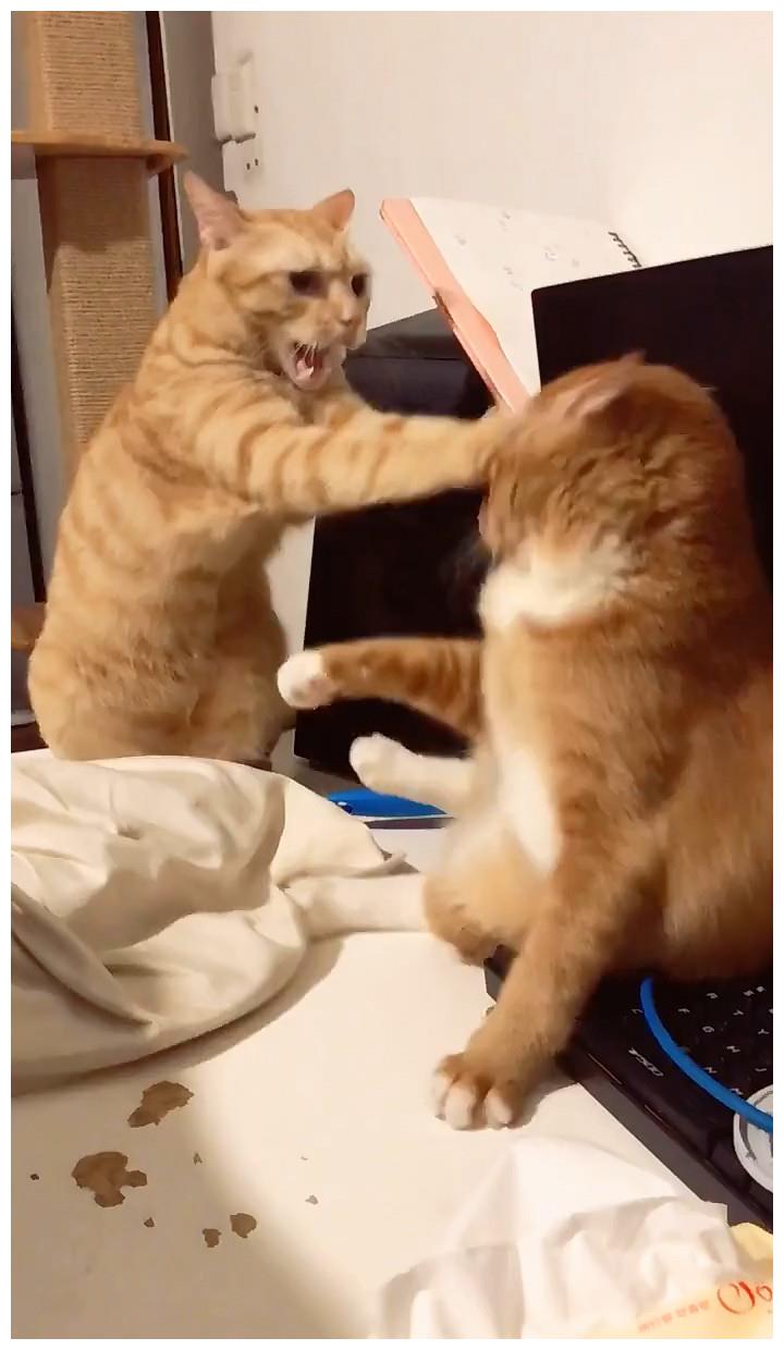 浅咖猫咪被哥哥欺负,而紧接着发生的一幕,却让猫咪彻底懵逼