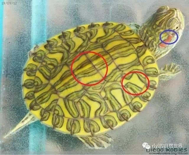 普通彩龟——被忽视的美