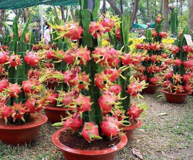 火龙果盆栽怎么养图片_纵览新闻