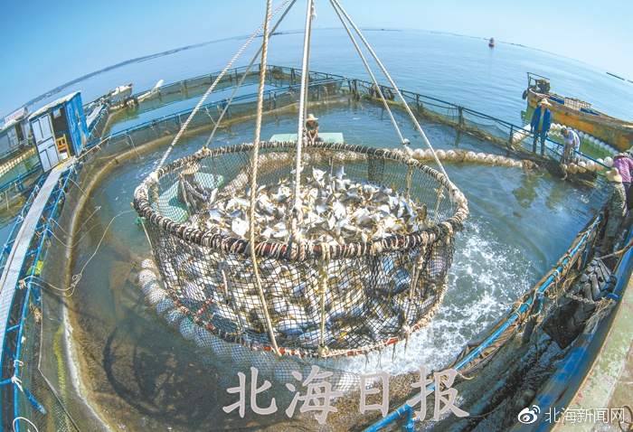 大丰收！北海万吨金鲳鱼“游”进欧美市场