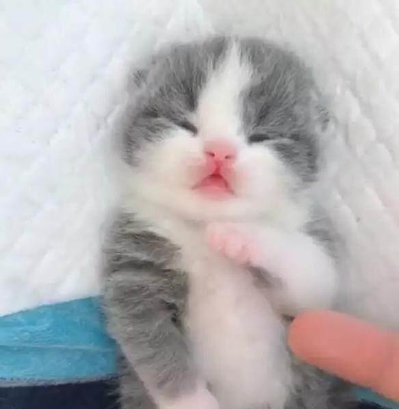 但是小奶猫的眼睛还是没有睁开,可能是太困了,太想睡觉了,连睁开眼睛