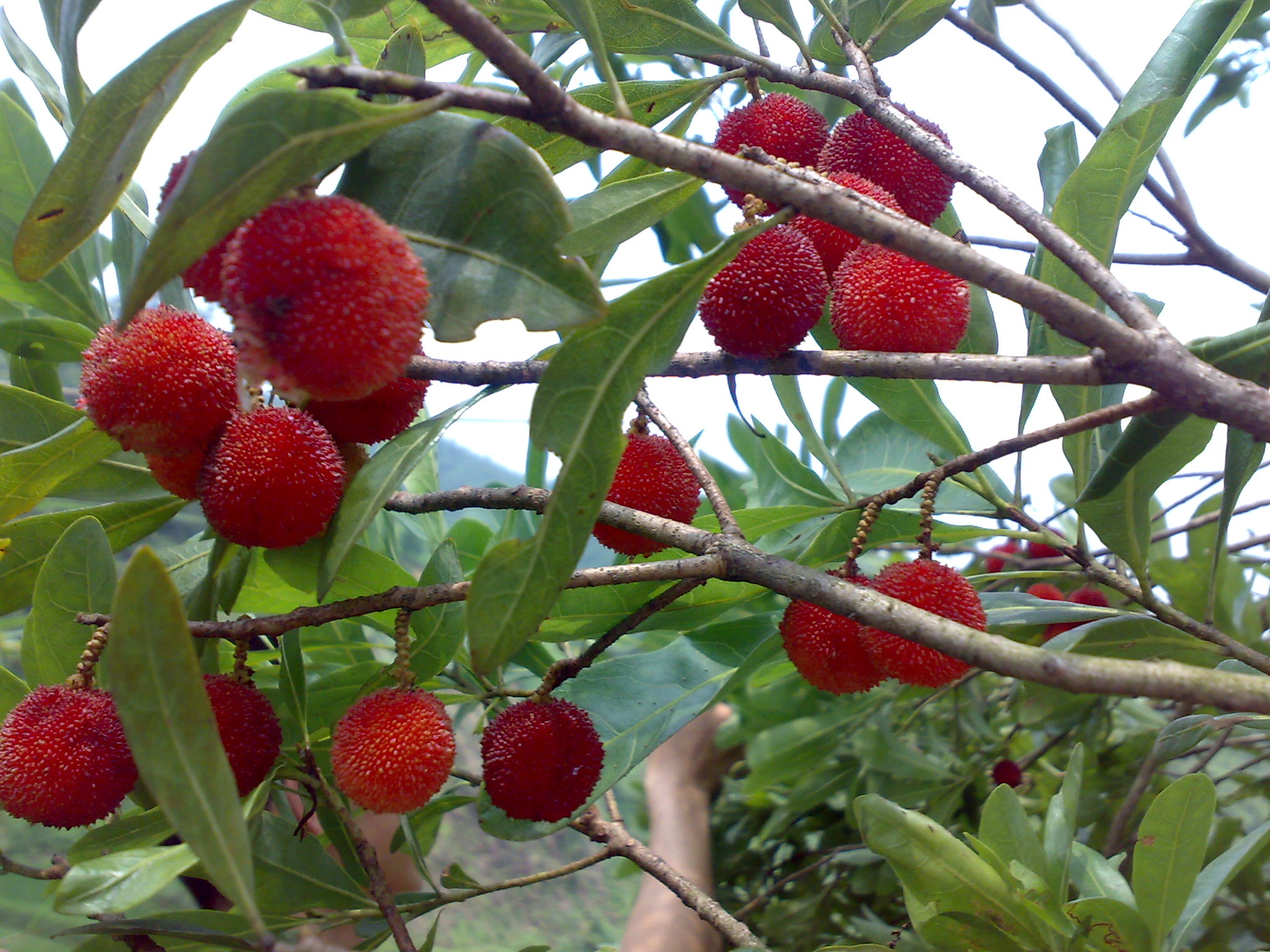 农村山里的林子长满的野果子,你吃过几种呢?全部吃过的算你厉害