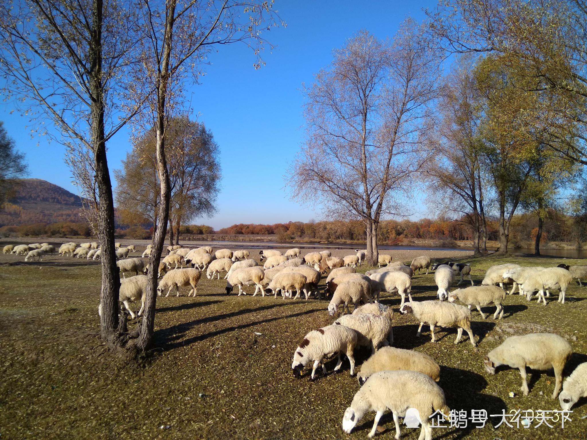 全国面积最大的草原，相当于整个江苏省，堪称“人间最美的地方”