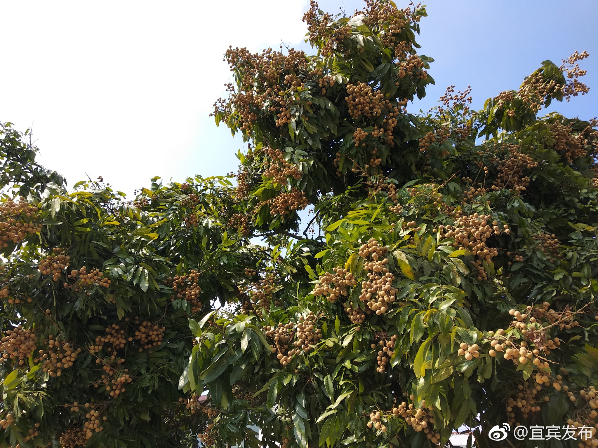 又到龙眼成熟时 屏山书楼万亩桂圆等你摘