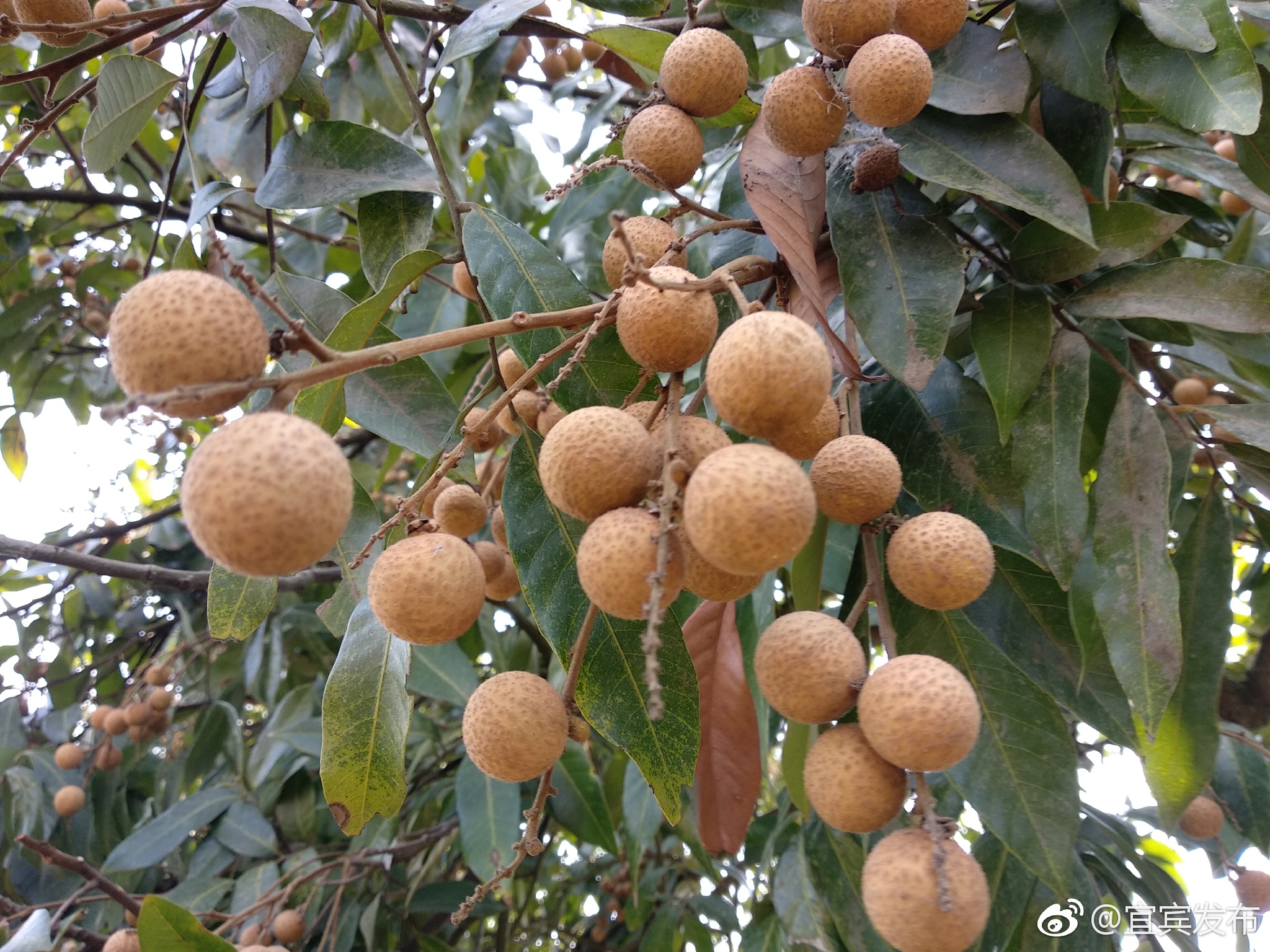 又到龙眼成熟时 屏山书楼万亩桂圆等你摘