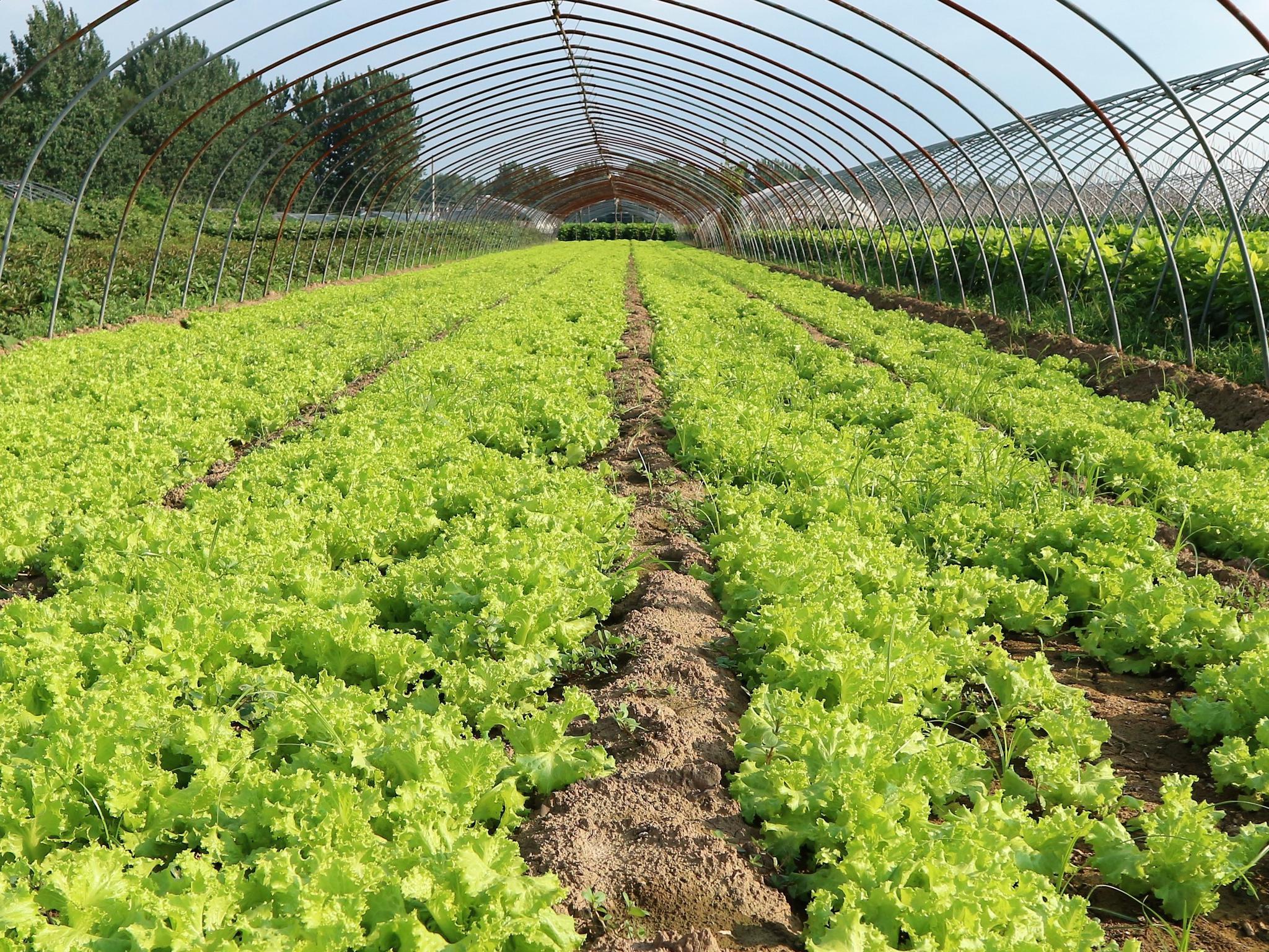 农民种植一种蔬菜，生吃口感清脆甜爽，亩产值2万元，你相信吗?