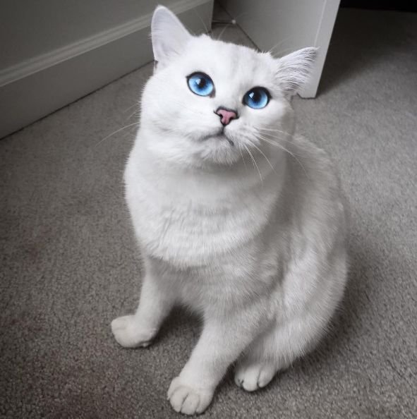 都说猫咪的眼睛里有个宇宙,在这些喵星人的眼睛里你看到的是什么