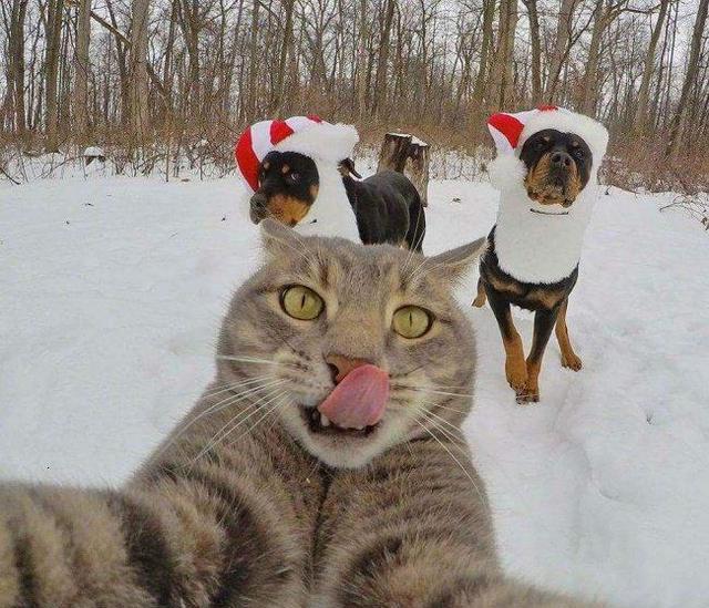 这些被主人恶搞过的猫,太萌太可爱!已经让我笑了一整天了!