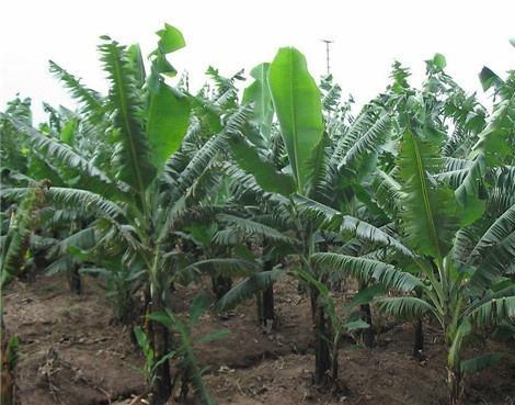 香蕉树开花什么样?香蕉怎么科学种植和施肥?