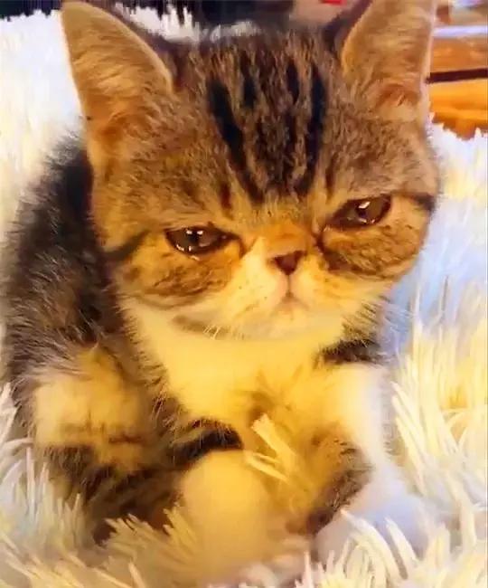 小奶猫一边踩奶一边想妈妈流泪,看的铲屎官心