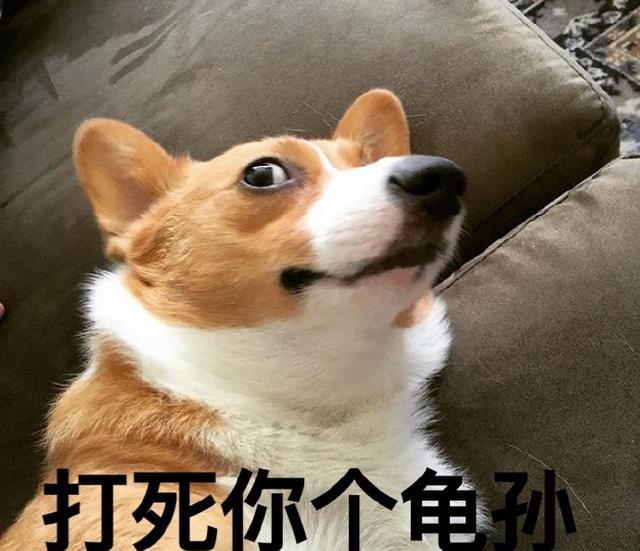 汪星人系列之柯基搞笑表情包