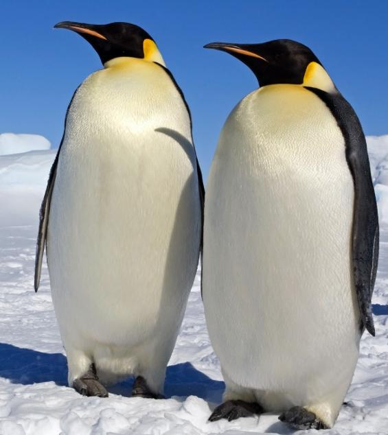 一夫一妻制的企鹅,你绝对不知道的8个冷常识
