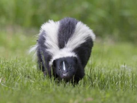 臭鼬有多臭图片